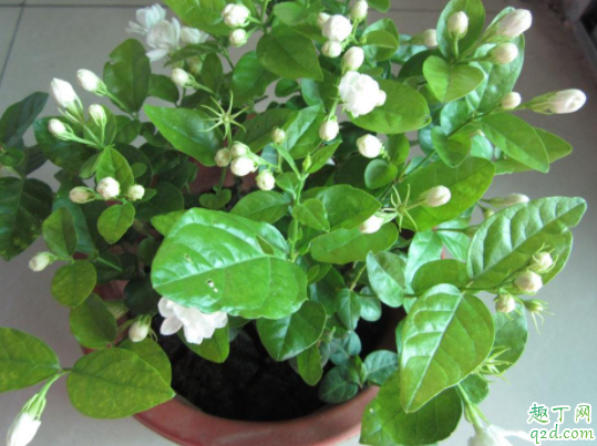 四季海棠可以施草木灰吗 草木灰适合养茉莉吗