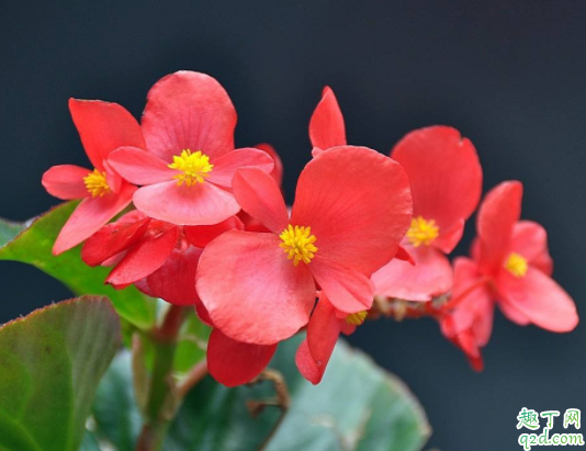 四季海棠可以施草木灰吗 草木灰适合养茉莉吗