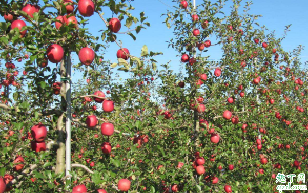 草木灰可以和复合肥一起施肥吗 尿素和草木灰可以一起下吗
