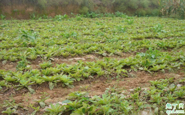 草木灰可以和复合肥一起施肥吗 尿素和草木灰可以一起下吗