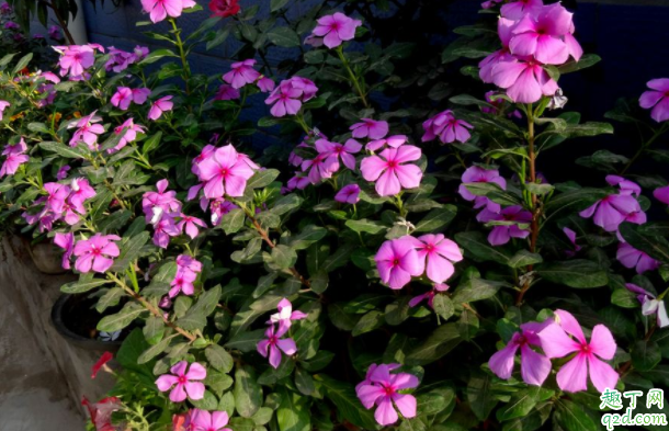 四季梅浇水太多叶子发软了怎么办 四季梅为什么黄叶子