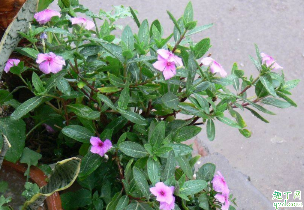 四季梅浇水太多叶子发软了怎么办 四季梅为什么黄叶子