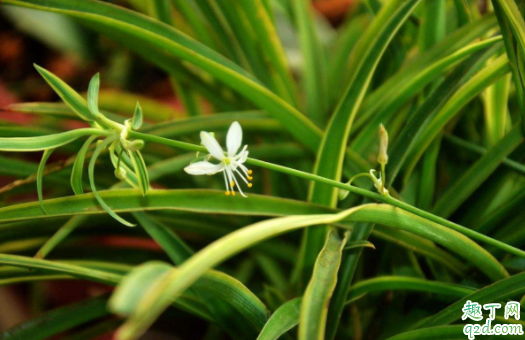怎么移植吊兰 吊兰水培后怎样土栽培