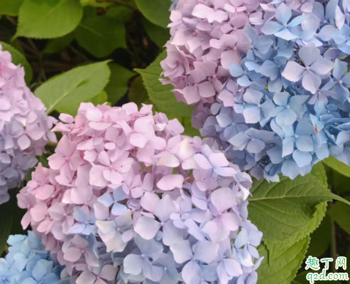绣球花茎杆为什么会变黑 绣球花花期可以换盆吗