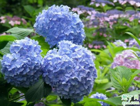绣球花茎杆为什么会变黑 绣球花花期可以换盆吗