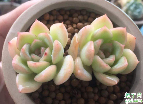多肉月影好养吗 白月影怎样养长得旺盛