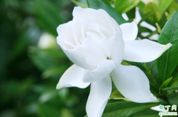 种栀子花用什么土好 栀子花怎么种还可以活