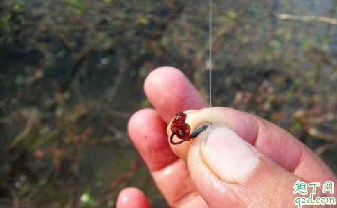 鱼塘禁止用红虫钓鱼的原因有哪些 鱼塘里的红虫有没有危害