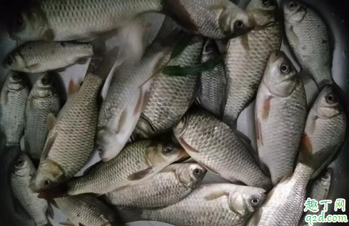 野钓用pe线好吗 野外垂钓怎么看有没有鱼