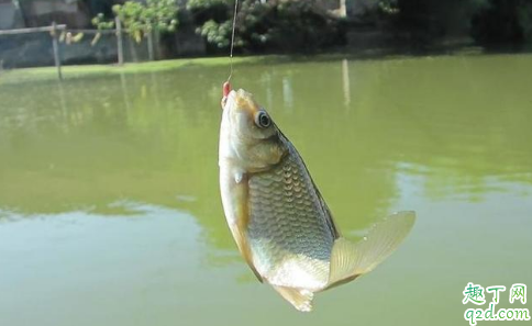 秋季野钓大鲫鱼是钓草洞还是钓大水面 秋冬季怎么野钓有收获