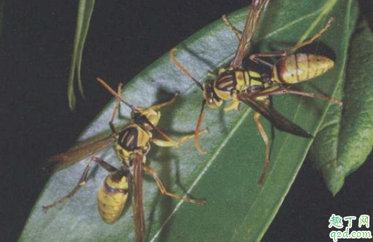 被马蜂蛰了会死人吗 对蜂毒过敏的人被蜜蜂蛰了怎么办