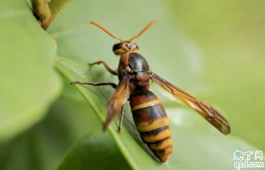 被马蜂蛰了会死人吗 对蜂毒过敏的人被蜜蜂蛰了怎么办