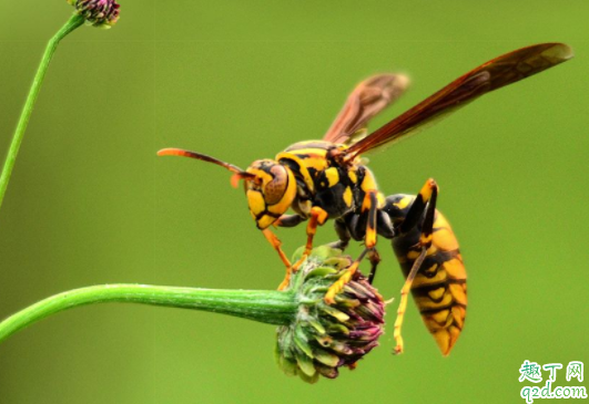 被马蜂蛰了会死人吗 对蜂毒过敏的人被蜜蜂蛰了怎么办