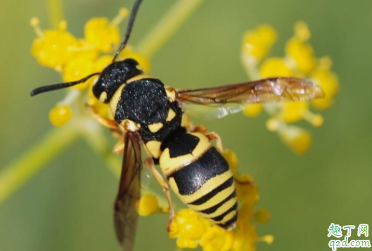 马蜂蛰了有什么偏方治疗 被马蜂叮了肿胀怎么办