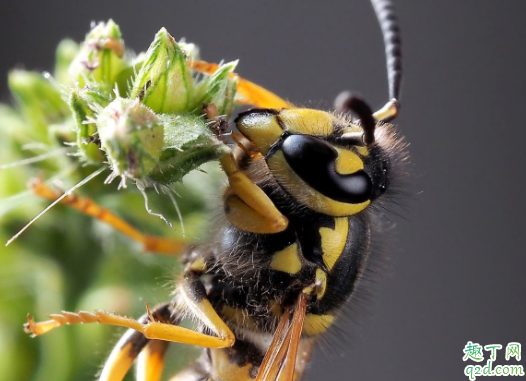 马蜂蛰了有什么偏方治疗 被马蜂叮了肿胀怎么办