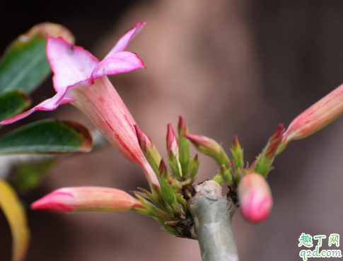 沙漠玫瑰花苞变干是为什么 沙漠玫瑰怎样预防花苞变干
