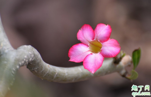 沙漠玫瑰花苞变干是为什么 沙漠玫瑰怎样预防花苞变干