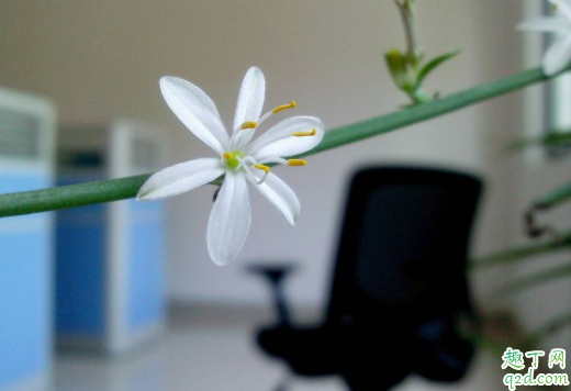 种吊兰土埋到哪里好 为什么刚种的吊兰叶子卷了