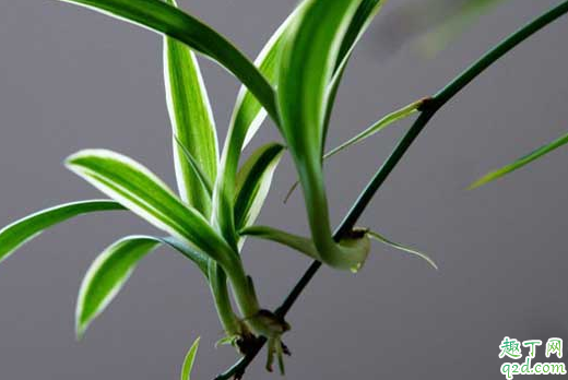 种吊兰土埋到哪里好 为什么刚种的吊兰叶子卷了