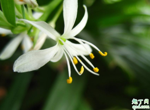 种吊兰土埋到哪里好 为什么刚种的吊兰叶子卷了