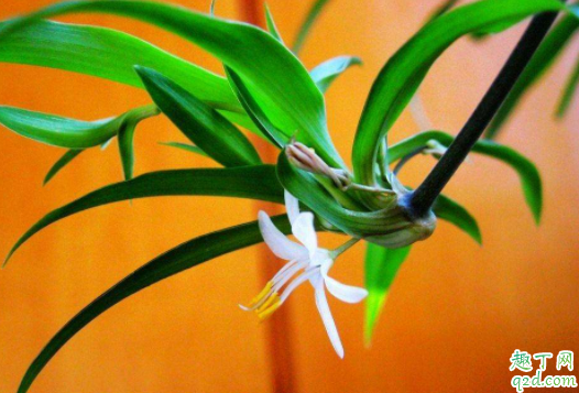 种吊兰土埋到哪里好 为什么刚种的吊兰叶子卷了