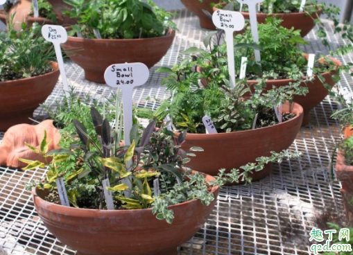 学生书桌放什么盆栽好 哪些小盆栽好养活