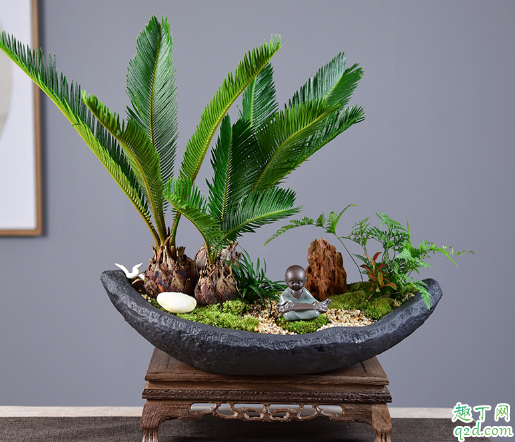 铁树叶子根部发软是怎么回事 铁树怎么养长得旺盛