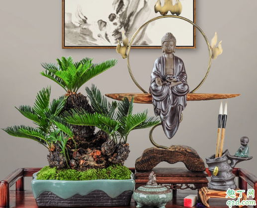 铁树叶子根部发软是怎么回事 铁树怎么养长得旺盛