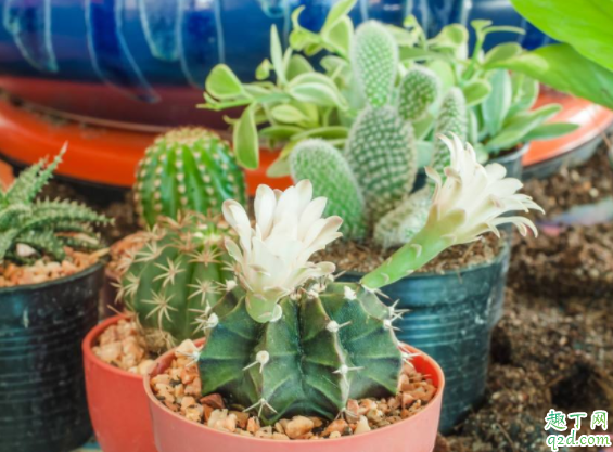 怎么让仙人掌开花 仙人掌什么时候开花