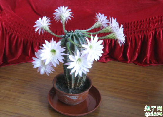 怎么让仙人掌开花 仙人掌什么时候开花