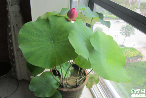 盆栽怎么养容易活 盆景用什么土栽种