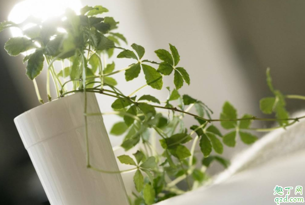 盆栽怎么养容易活 盆景用什么土栽种