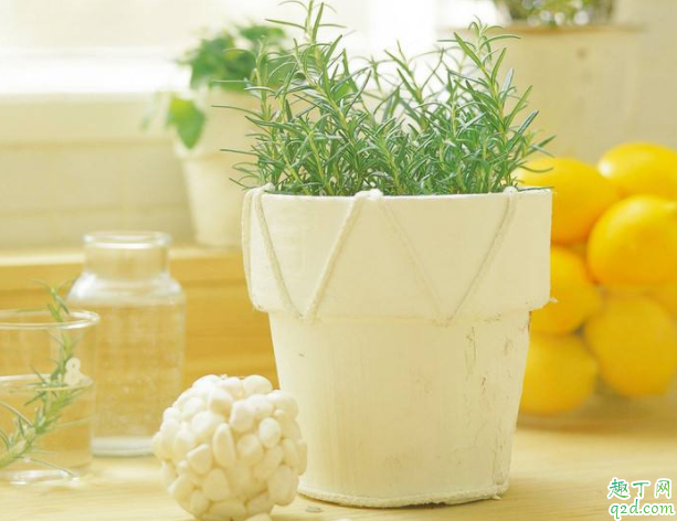 盆栽怎么养容易活 盆景用什么土栽种