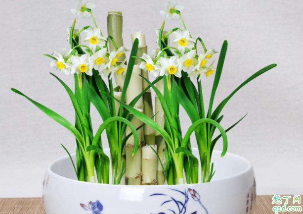 盆栽怎么养容易活 盆景用什么土栽种