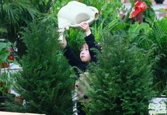 秋天花要经常浇水吗 过期的纯牛奶浇花好不好