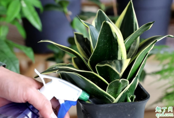 虎皮兰秋天移栽可以吗 移栽虎皮兰用什么土