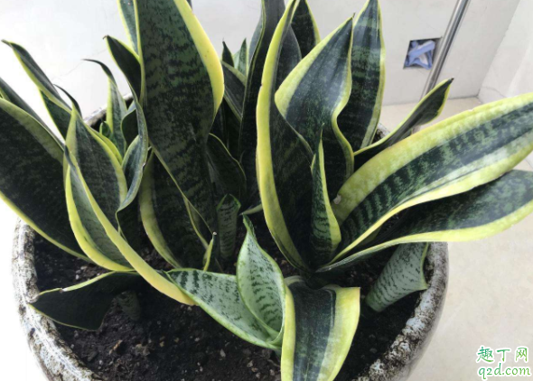 虎皮兰秋天移栽可以吗 移栽虎皮兰用什么土