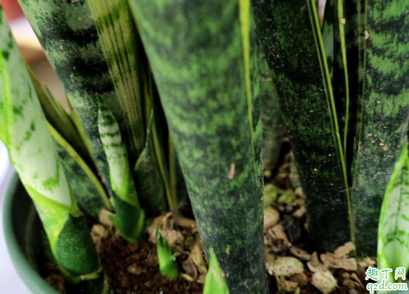 虎皮兰秋天移栽可以吗 移栽虎皮兰用什么土