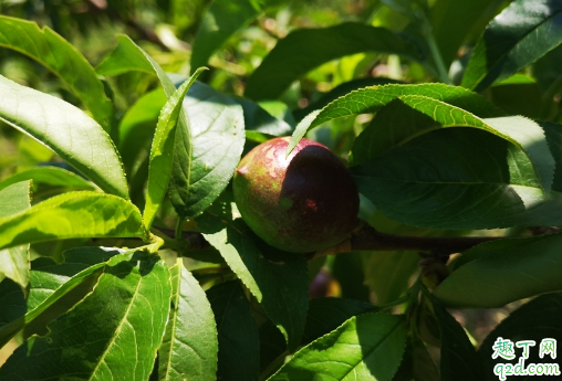 为啥桃树不能重茬 种桃树哪些是要注意的