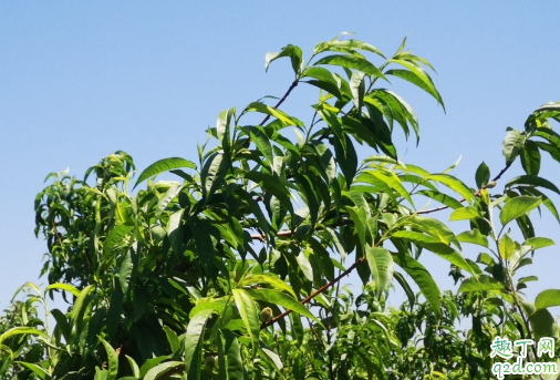 为啥桃树不能重茬 种桃树哪些是要注意的