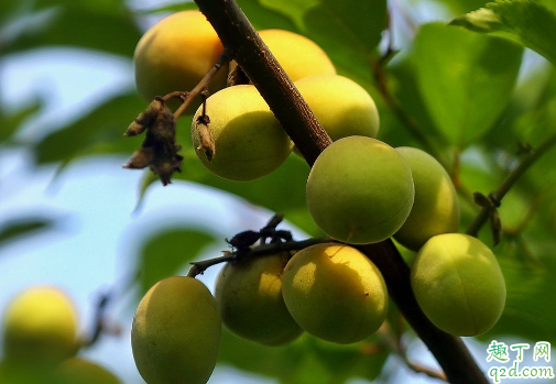 为啥桃树不能重茬 种桃树哪些是要注意的