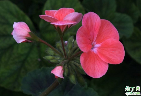 天竺葵冬天掉叶子吗 天竺葵掉叶子怎么办