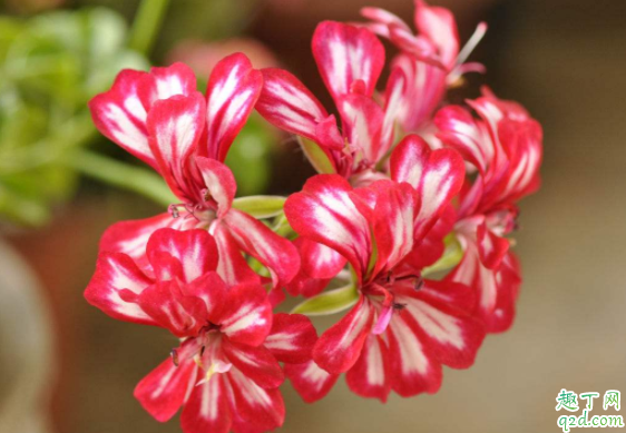 天竺葵冬天掉叶子吗 天竺葵掉叶子怎么办