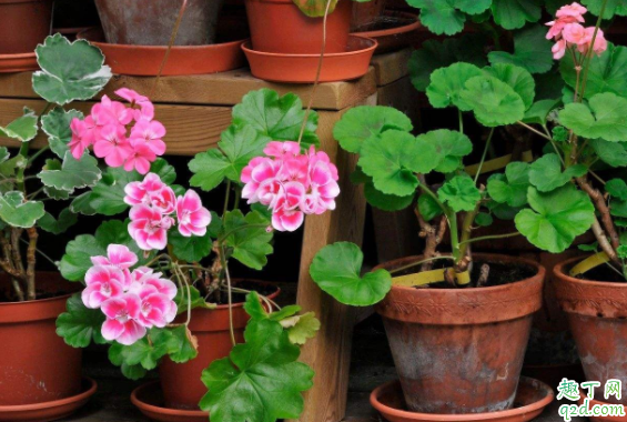 天竺葵冬天掉叶子吗 天竺葵掉叶子怎么办