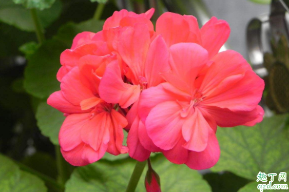 天竺葵冬天掉叶子吗 天竺葵掉叶子怎么办