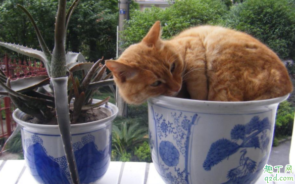 刚种的花天天浇水会淹死吗 新栽的花什么时候浇水