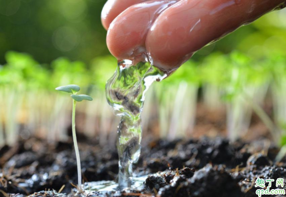 刚种的花天天浇水会淹死吗 新栽的花什么时候浇水