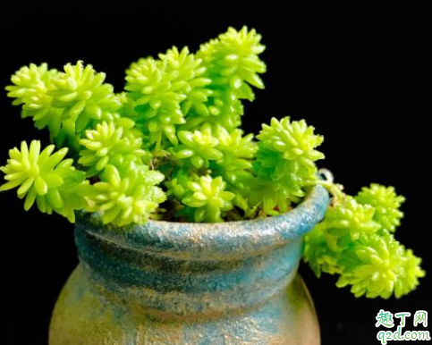 黄金草怎么爆盆 黄金草怎么变绿了