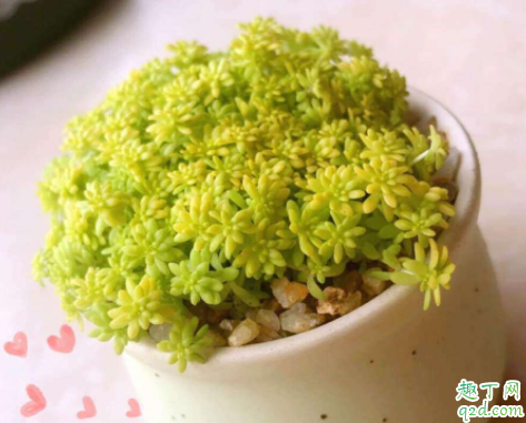 黄金草怎么爆盆 黄金草怎么变绿了