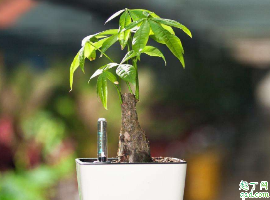发芽的发财树为什么有黄叶 发财树叶子都干枯了怎么处理